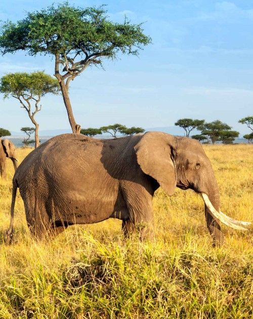 5 Days Maasai Mara Nakuru Private Tour