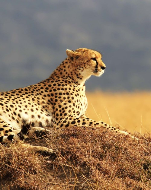 5 Days Masai Mara Photography Safari