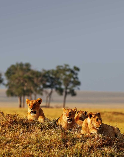 5 Days Masai Mara Tour