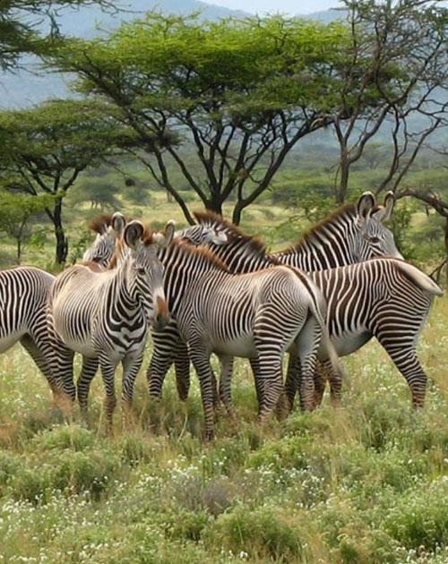 5 Days Samburu National Reserve ,Lake Nakuru , Lake Naivasha Safari 
