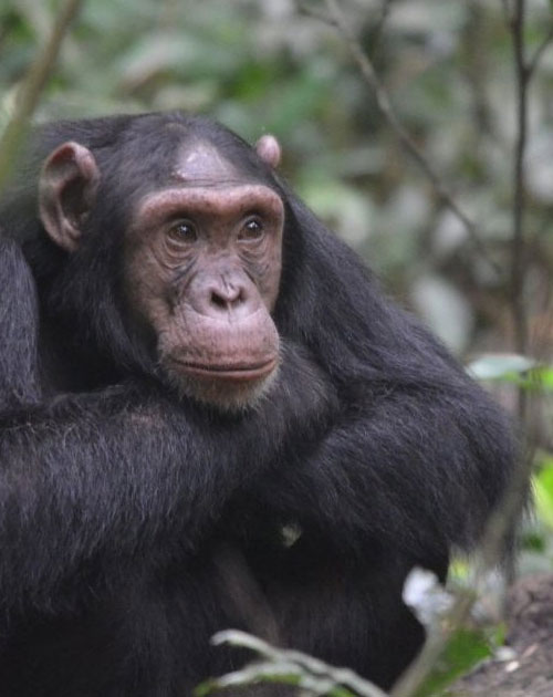 6 Day Kalinzu Chimps, Gorilla Trekking And Wildlife