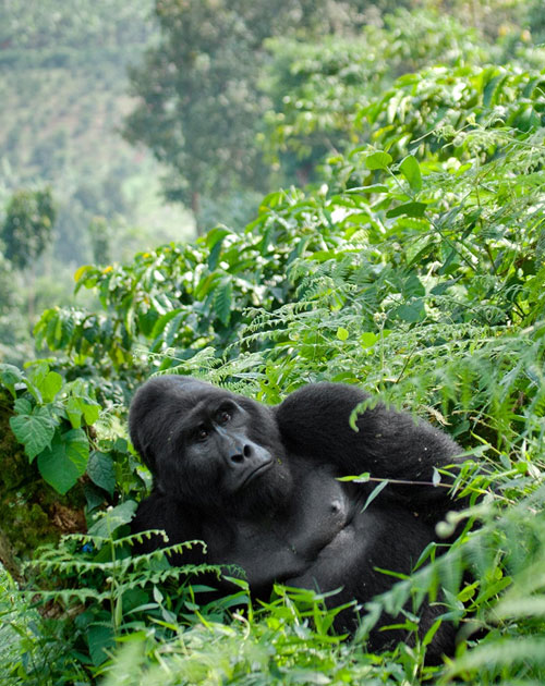6 Days Gorillas, Murchison Falls And Kibale Chimp Trek