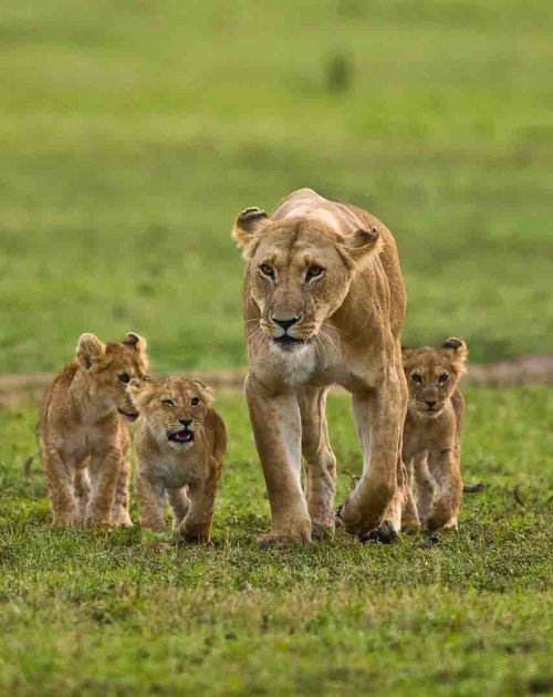 6 Days Kenya Safari With Simba Paka Safaris