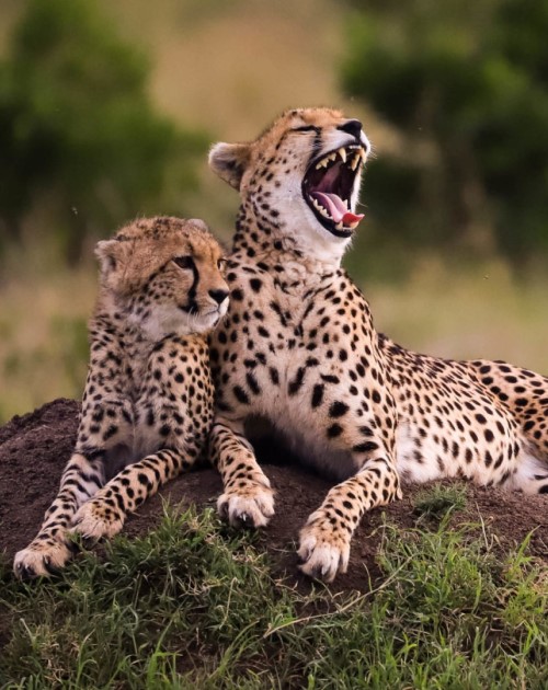 6 Days Mara-Naivasha-Nakuru Private Tour