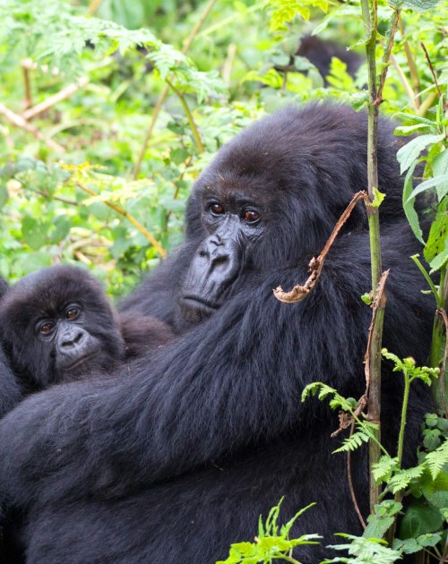 6 Days Uganda Wilderness And Gorilla Trekking