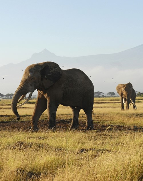 7 Days 6 Nights Mara-Nakuru-Naivasha-Amboseli