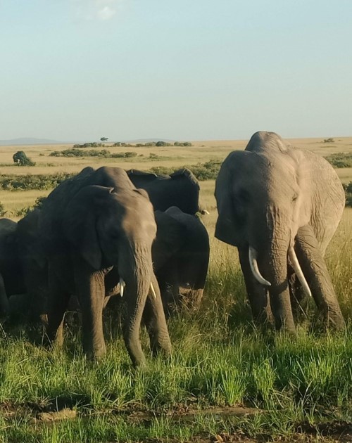 7 Days Maasai-Naivasha-Nakuru-Baringo-Bogoria-Nairobi Safari