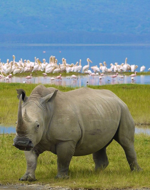 7 Days Mara Naivasha Amboseli