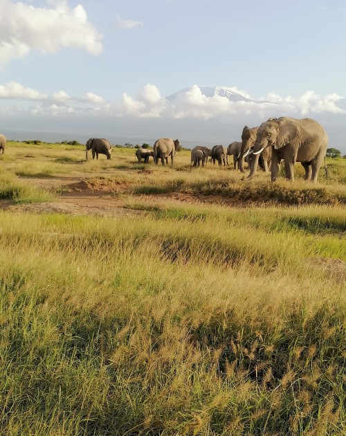 7 Days Mara-Nakuru-Naivasha-Amboseli Safari