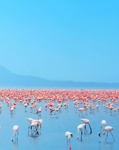 7 Days Mara-Nakuru-Naivasha-Amboseli Safari