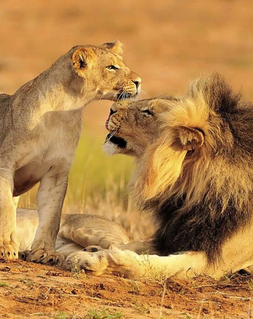 7 Days Mikumi-Ruaha-Selous-Sheglers Tanzania Safari