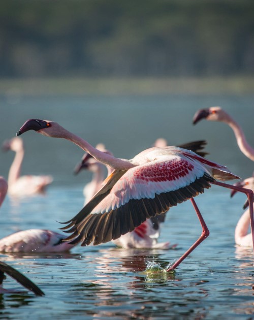 7 Days Ornithologists Bird Watching Safari In Kenya