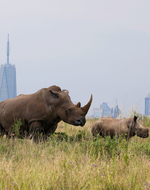 7 Days Taste Of Kenya Safari