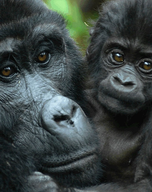 10 Days Primates, Gorillas, Uganda Wildlife Tour