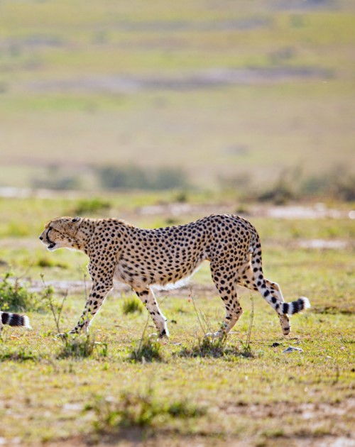 8 Days Mara-Nakuru-Naivasha Safari