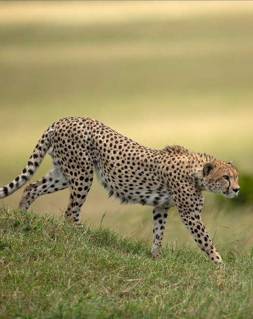 8 Days Masai-Nakuru-Naivasha-Amboseli Photography Tour