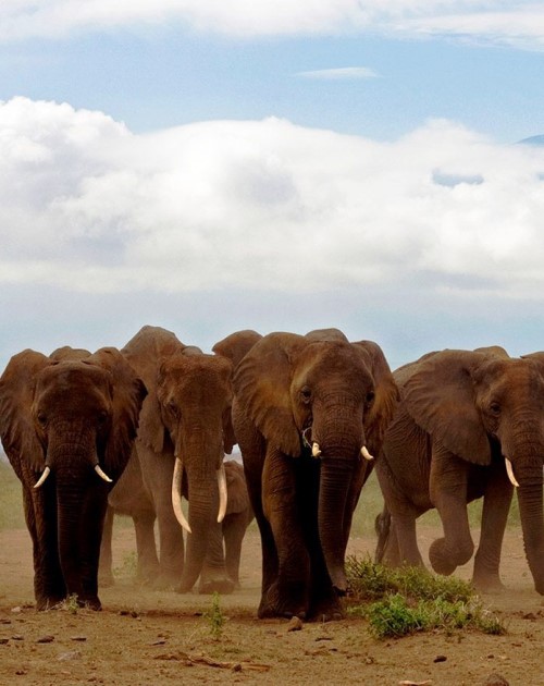 9 Days Amboseli-Naivasha-Samburu-Nakuru-Mara Kenya Safaris