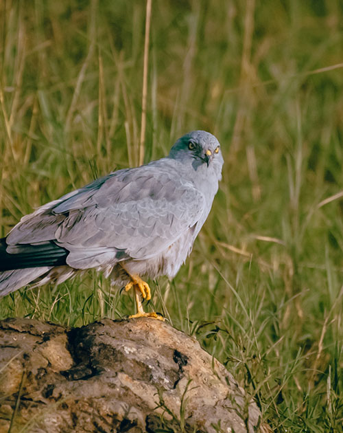 Birding Safaris In Kenya