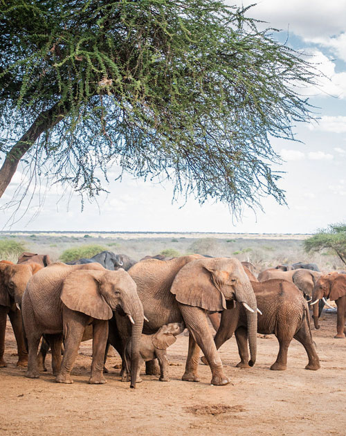 Daphne Sheldrick Elephant Orphanage