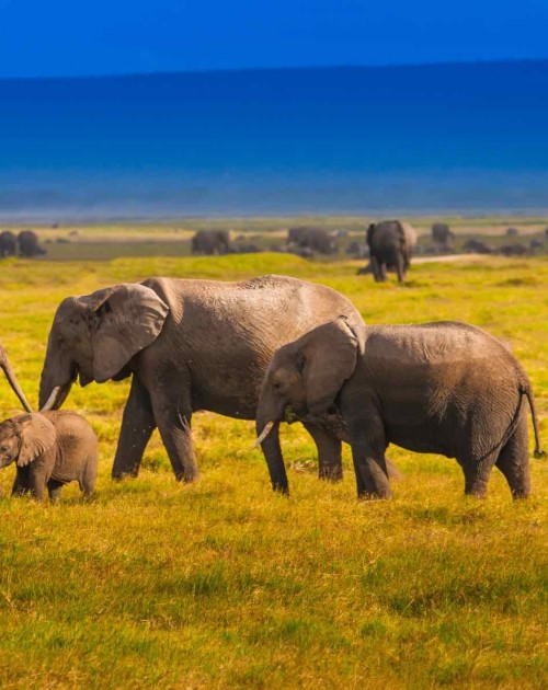 13 Days Kenya And Tanzania Safaris