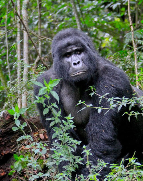 6 Days Mountain Climbing, Gorillas And Chimpanzees Safari