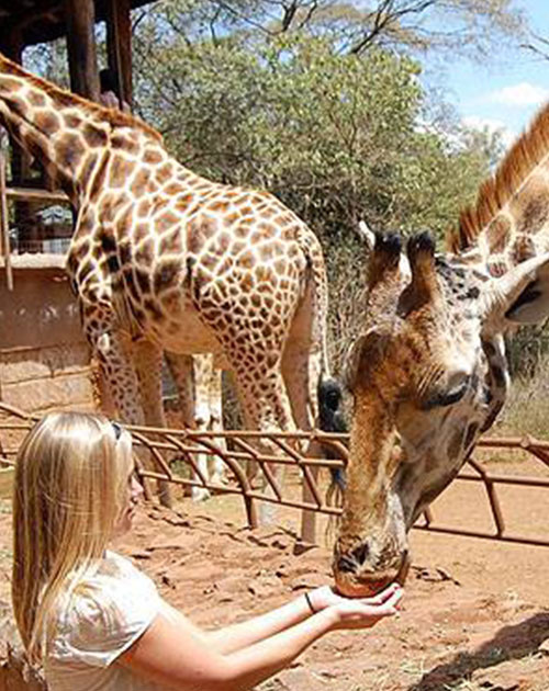 Nairobi Giraffe Center Visit