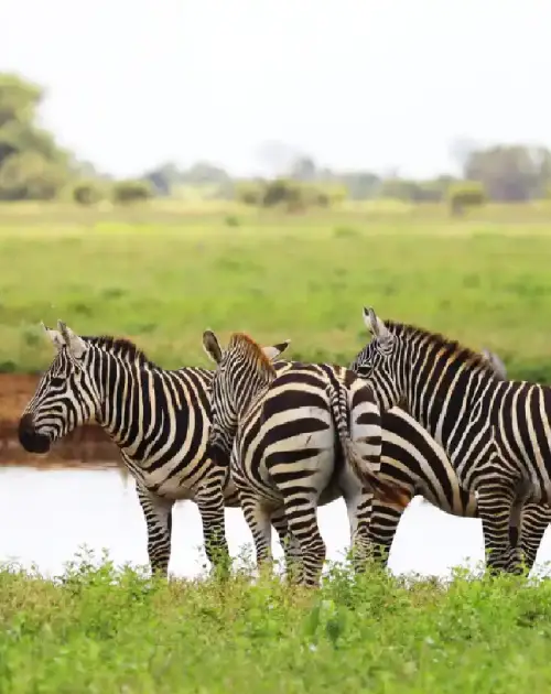 2 Days Ol Pejeta Wildlife Sanctuary Tour